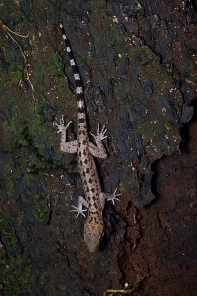 no known English name (Cyrtodactylus miriensis)