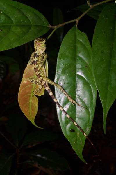 Borneo Angle-headed Lizard (Gonocephalus borneensis)