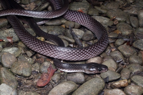 Slender Wolf Snake (Lycodon albofuscus)
