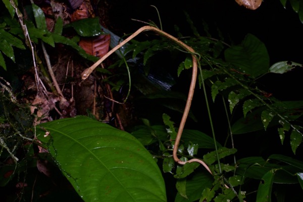 Blunt-headed Snail-eating Snake (Aplopeltura boa)