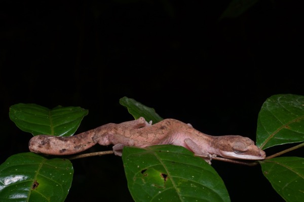 Cat Gecko (Aeluroscalabotes felinus)