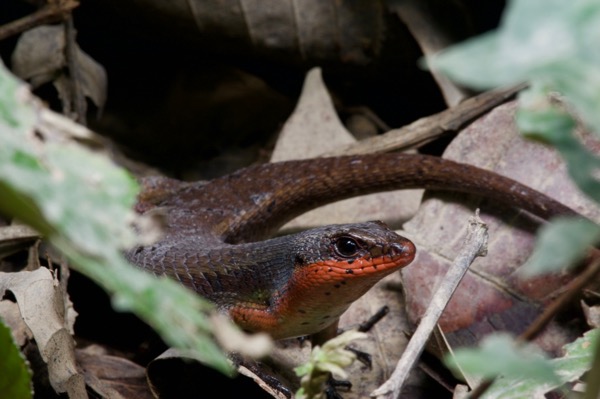 Brown Mabuya (Eutropis rudis)