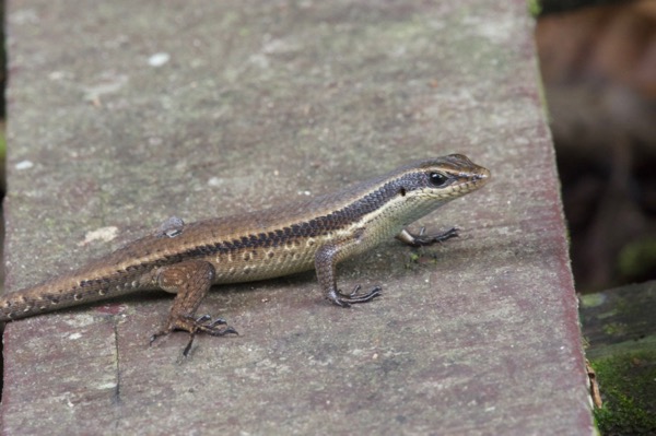 Brown Mabuya (Eutropis rudis)