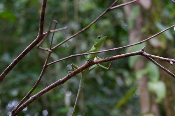 Green Crested Lizard (Bronchocela cristatella)