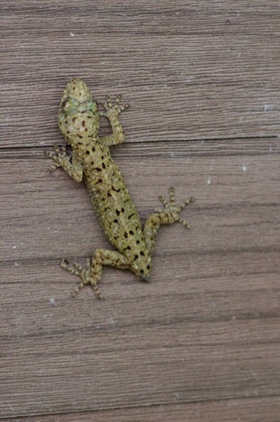 Spotted House Gecko (Gekko monarchus)