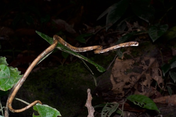 Blunt-headed Snail-eating Snake (Aplopeltura boa)