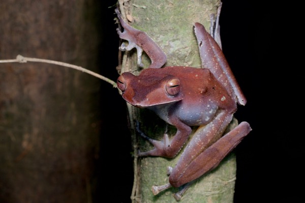 Collett’s Treefrog (Polypedates colletti)