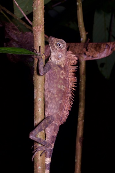 Borneo Angle-headed Lizard (Gonocephalus borneensis)