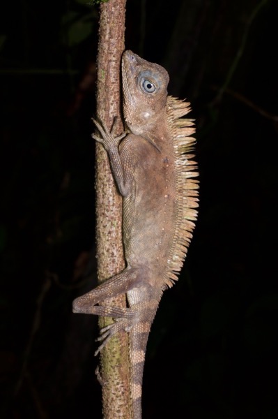Borneo Angle-headed Lizard (Gonocephalus borneensis)