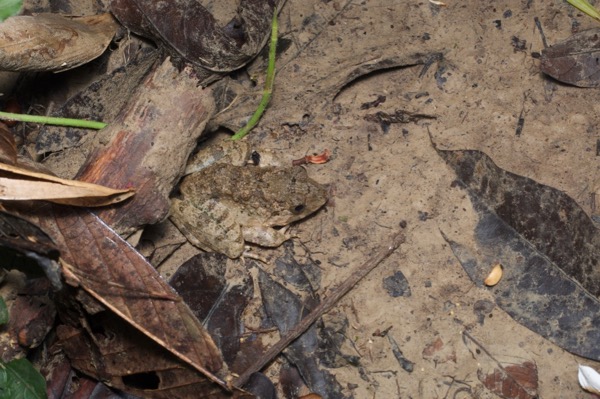 Asian Grass Frog (Fejervarya limnocharis)