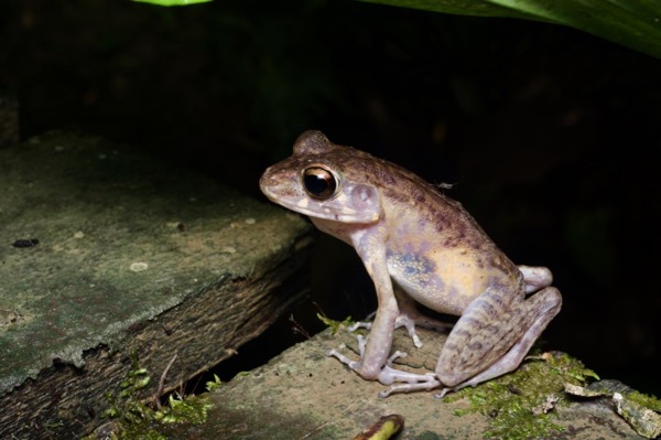 Brown Marsh Frog (Pulchrana baramica)