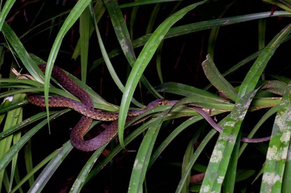 Large-eyed Water Snake (Xenochrophis maculatus)