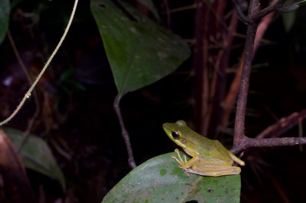 Borneo White-lipped Frog (Chalcorana raniceps)