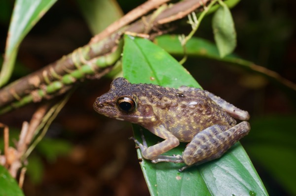 Brown Marsh Frog (Pulchrana baramica)