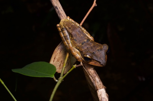 Dark-eared Treefrog (Polypedates macrotis)