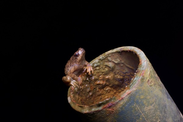 Tree Hole Frog (Metaphrynella sundana)