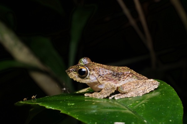 Chasen’s Frilled Tree Frog (Kurixalus chaseni)