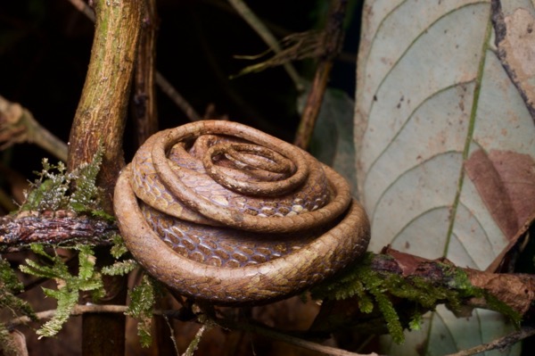 Blunt-headed Snail-eating Snake (Aplopeltura boa)