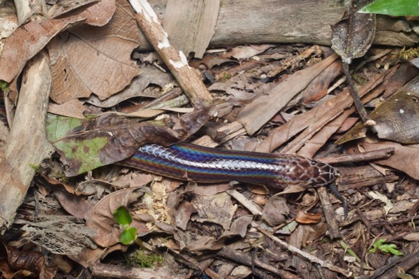 Sunbeam Snake (Xenopeltis unicolor)