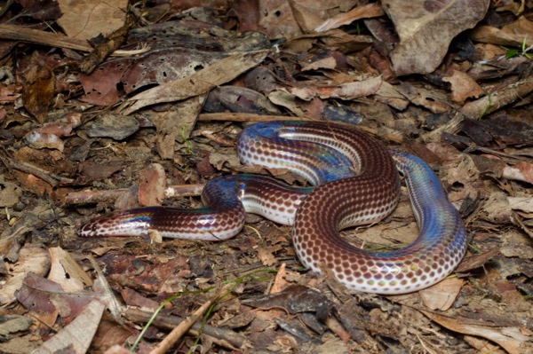 Sunbeam Snake (Xenopeltis unicolor)