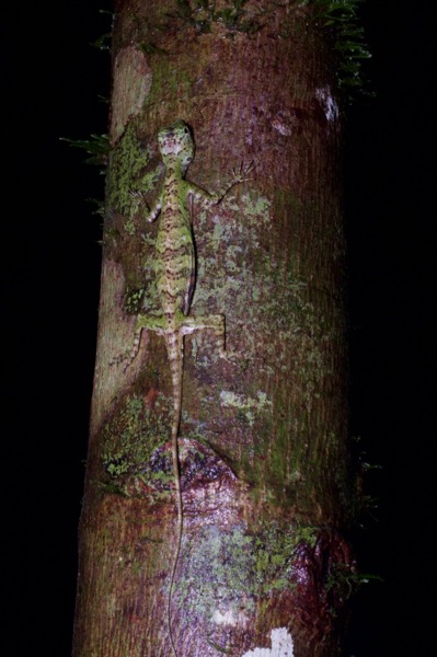 Five-banded Flying Lizard (Draco quinquefasciatus)