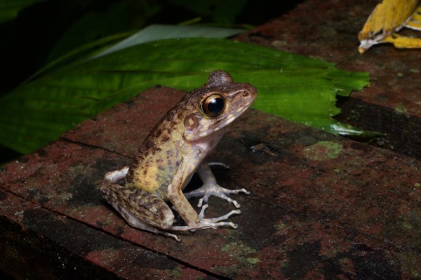 Brown Marsh Frog (Pulchrana baramica)