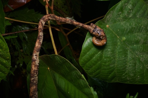 Blunt-headed Snail-eating Snake (Aplopeltura boa)