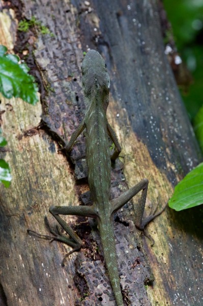 Green Crested Lizard (Bronchocela cristatella)