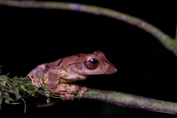 Harrisson’s Flying Frog (Leptomantis harrissoni)