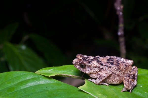 Forest Toad (Ingerophrynus divergens)