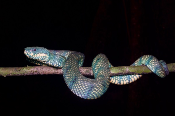 Bornean Keeled Green Pit Viper (Tropidolaemus subannulatus)