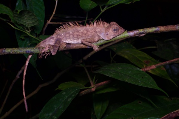 Borneo Angle-headed Lizard (Gonocephalus borneensis)