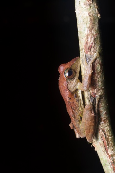 Harrisson’s Flying Frog (Leptomantis harrissoni)