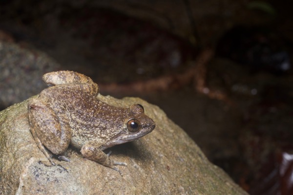 Kuhl’s Creek Frog (Limnonectes "kuhlii")