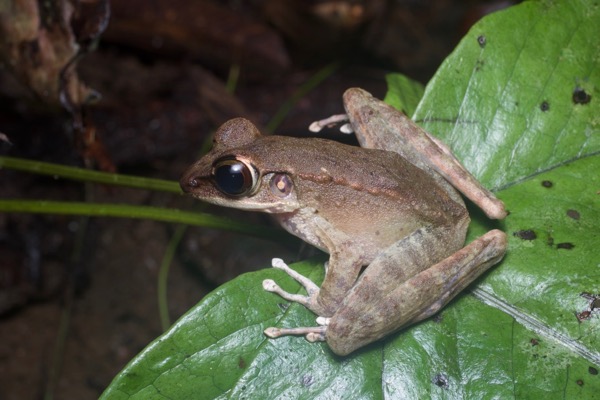 Northern Torrent Frog (Meristogenys orphnocnemis)