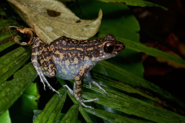 Spotted Stream Frog (Pulchrana picturata)