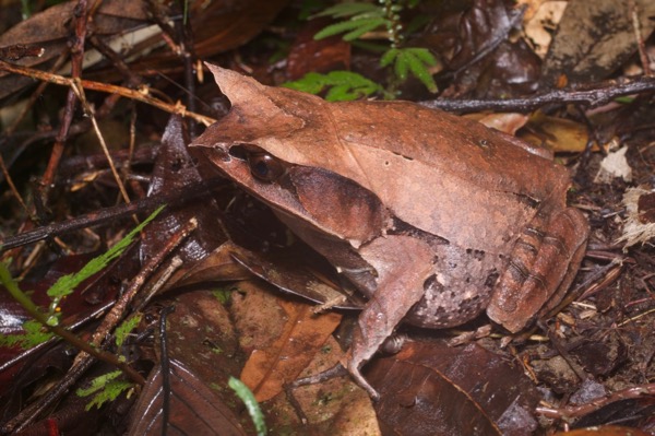 Malayan Horned Frog (Pelobatrachus nasutus)