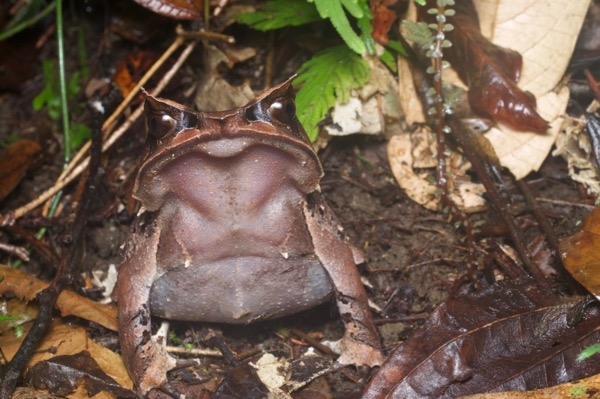 Malayan Horned Frog (Pelobatrachus nasutus)