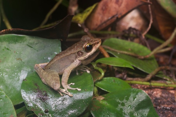 Northern Torrent Frog (Meristogenys orphnocnemis)