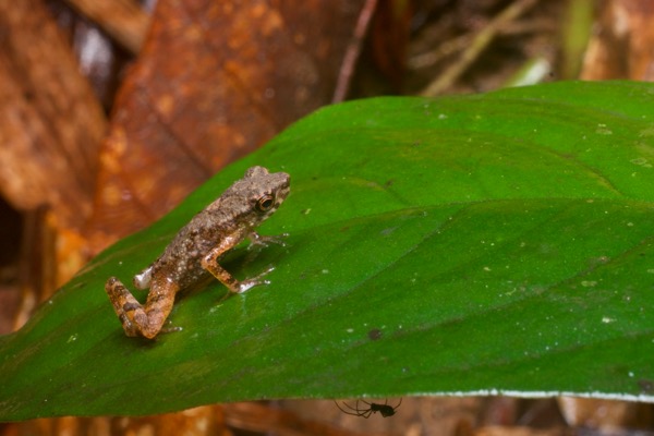 Flat-bodied Slender Toad (Ansonia platysoma)