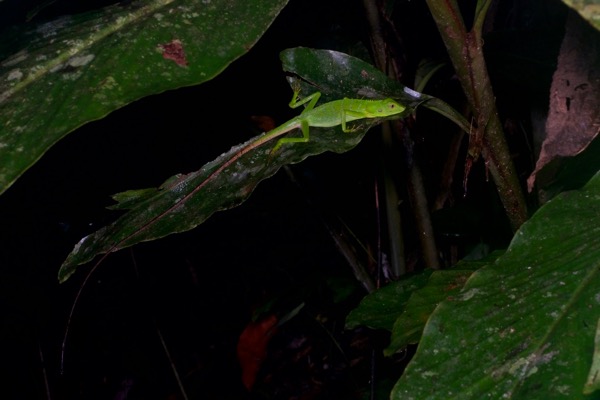 Green Crested Lizard (Bronchocela cristatella)