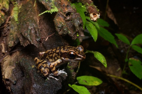 Spotted Stream Frog (Pulchrana picturata)