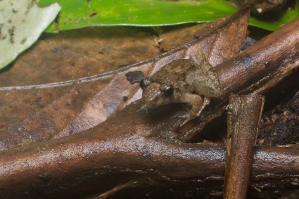 Rough Guardian Frog (Limnonectes finchi)