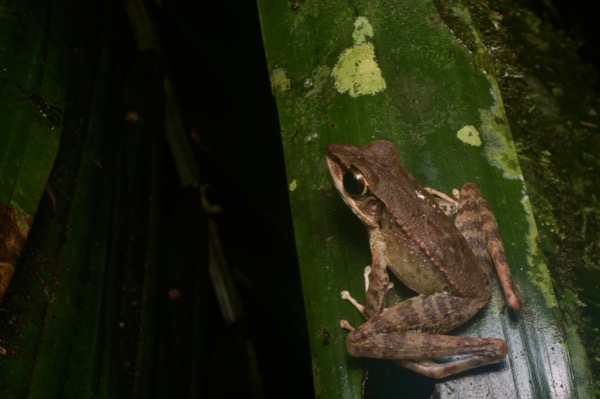 Northern Torrent Frog (Meristogenys orphnocnemis)