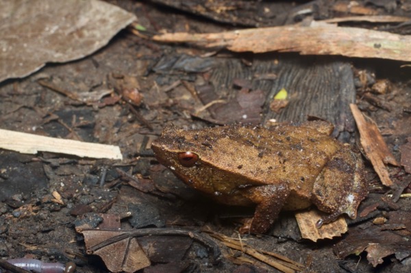 Bornean Sticky Frog (Kalophrynus meizon)