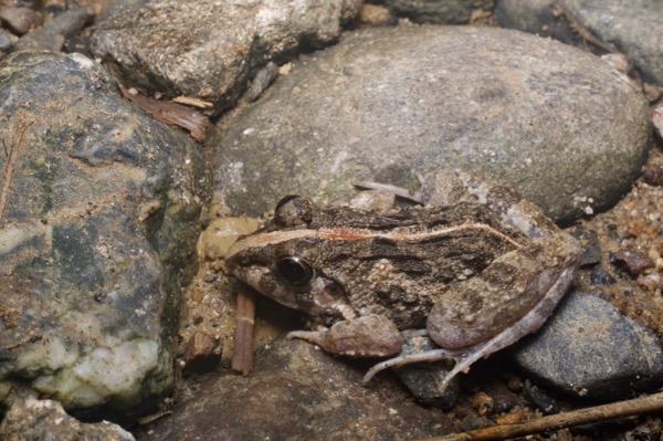 Asian Grass Frog (Fejervarya limnocharis)