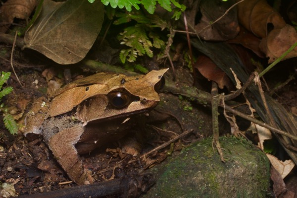 Malayan Horned Frog (Pelobatrachus nasutus)