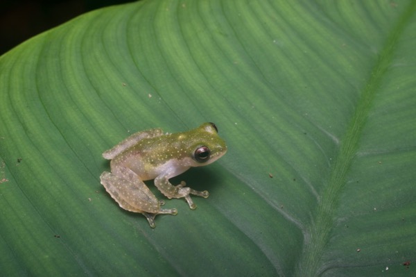 Charming Tree Frog (Feihyla kajau)