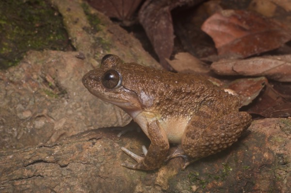 Kuhl’s Creek Frog (Limnonectes "kuhlii")