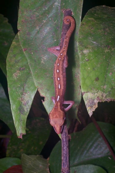 Cat Gecko (Aeluroscalabotes felinus)